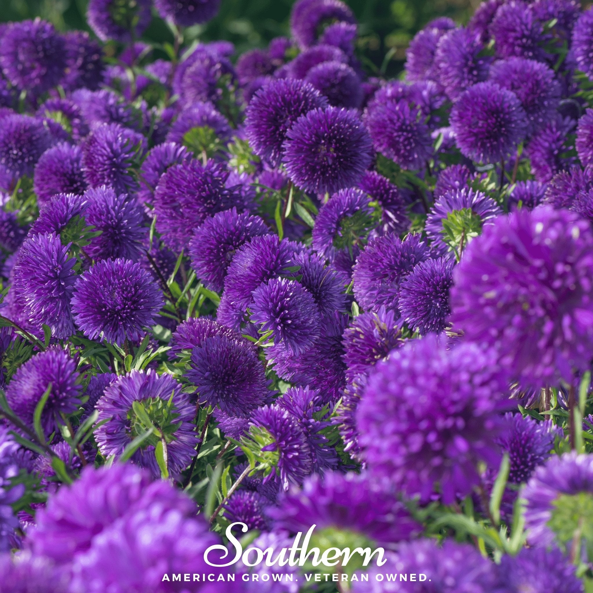 Aster, Gremlin Violet (Callistephus gremlin) - 50 Seeds seed packet from Seed Therapy – American - grown, heirloom seeds