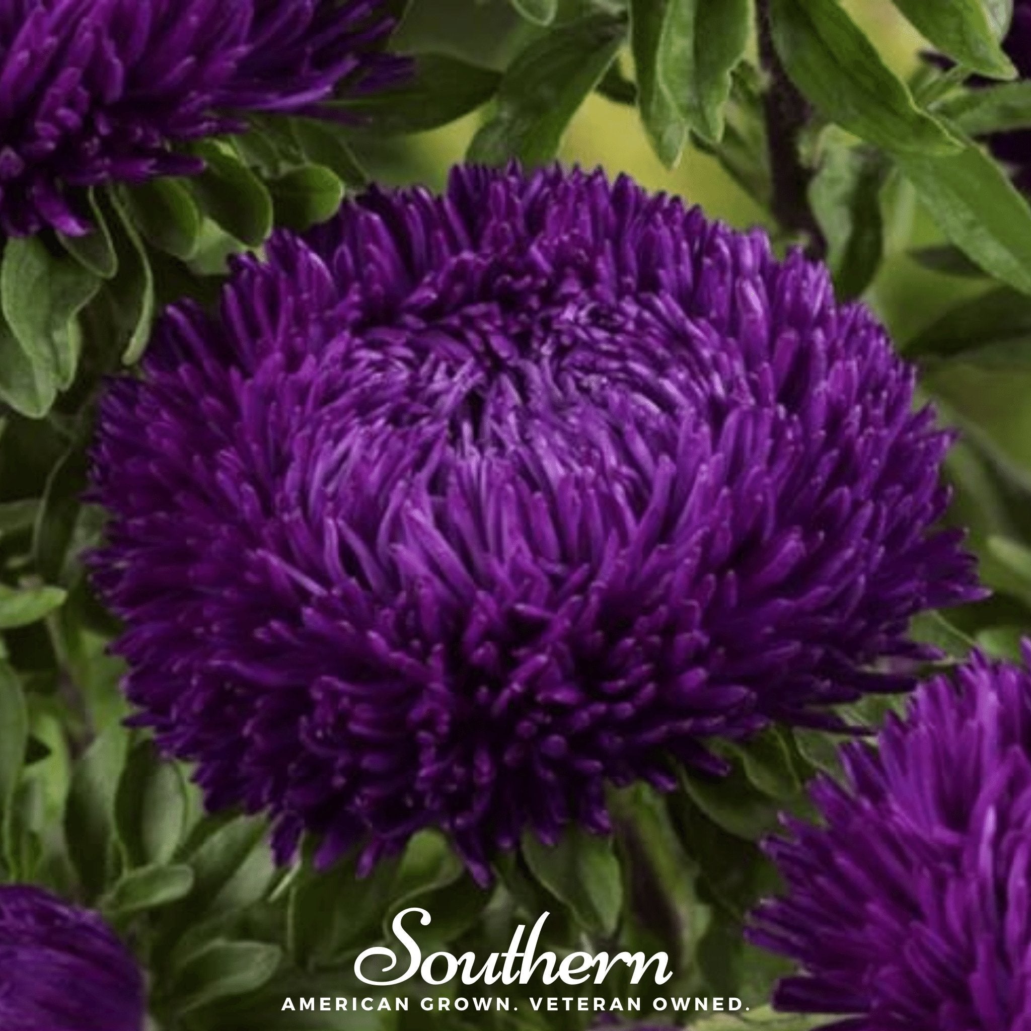 Aster, Gremlin Violet (Callistephus gremlin) - 50 Seeds seed packet from Seed Therapy – American - grown, heirloom seeds