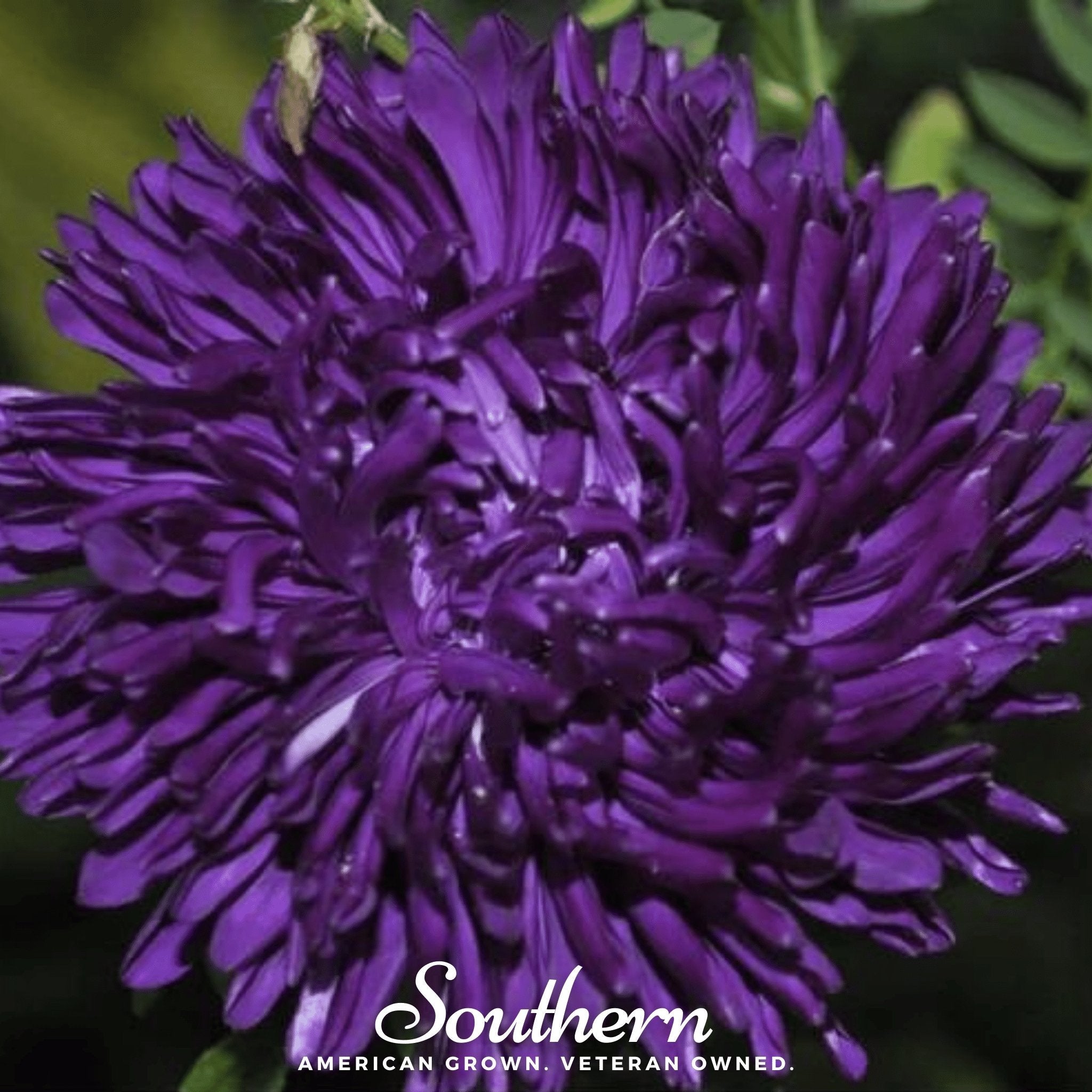 Aster, Gremlin Violet (Callistephus gremlin) - 50 Seeds seed packet from Seed Therapy – American - grown, heirloom seeds