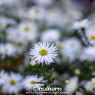 Aster, Heath White (Aster ericoides) - 50 Seeds seed packet from Seed Therapy – American - grown, heirloom seeds