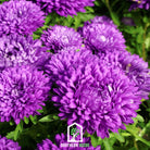 Aster, Milady Blue (Callistephus milady) - 50 Seeds seed packet from Seed Therapy – American - grown, heirloom seeds