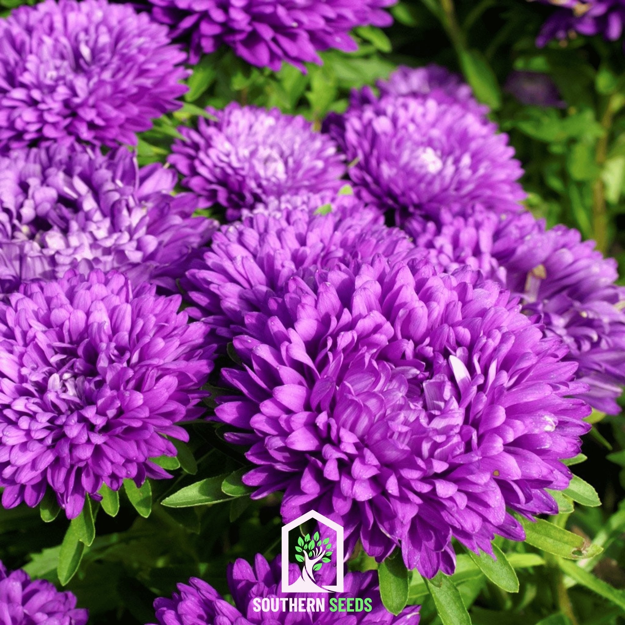 Aster, Milady Blue (Callistephus milady) - 50 Seeds seed packet from Seed Therapy – American - grown, heirloom seeds