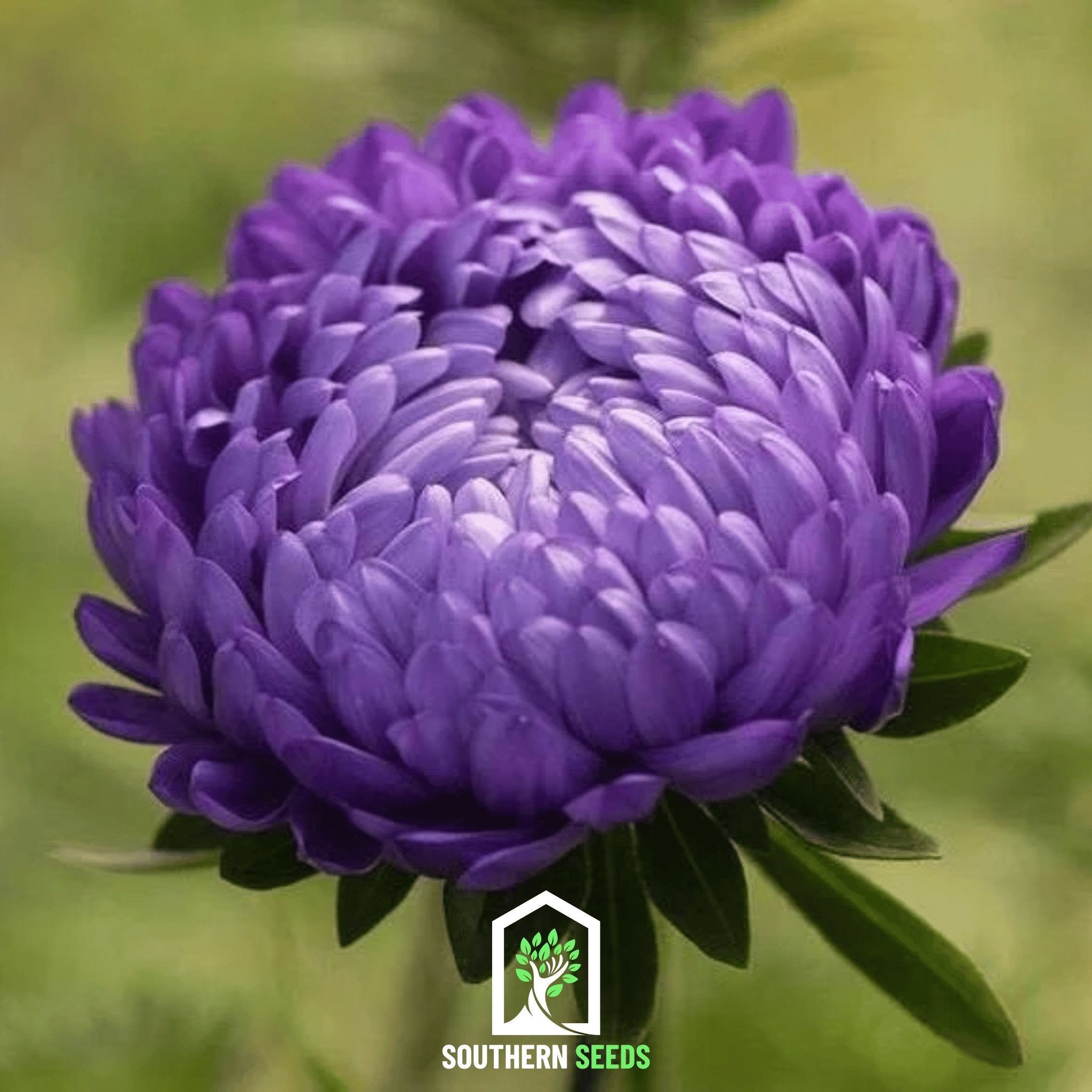 Aster, Milady Blue (Callistephus milady) - 50 Seeds seed packet from Seed Therapy – American - grown, heirloom seeds