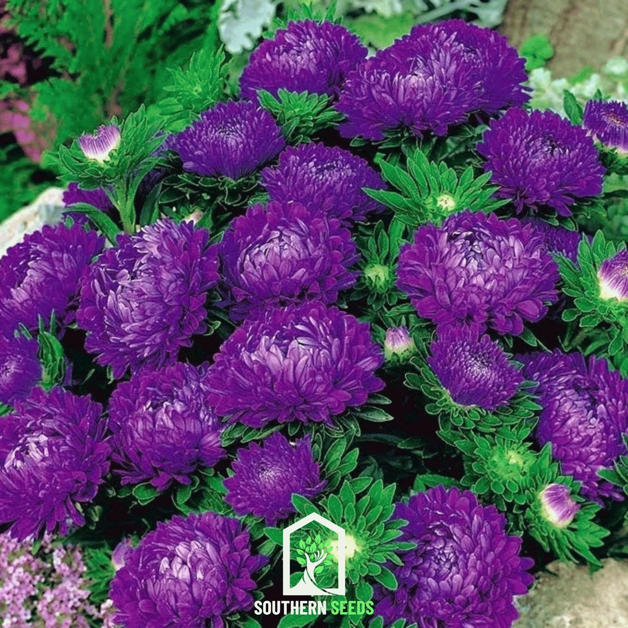 Aster, Milady Blue (Callistephus milady) - 50 Seeds seed packet from Seed Therapy – American - grown, heirloom seeds