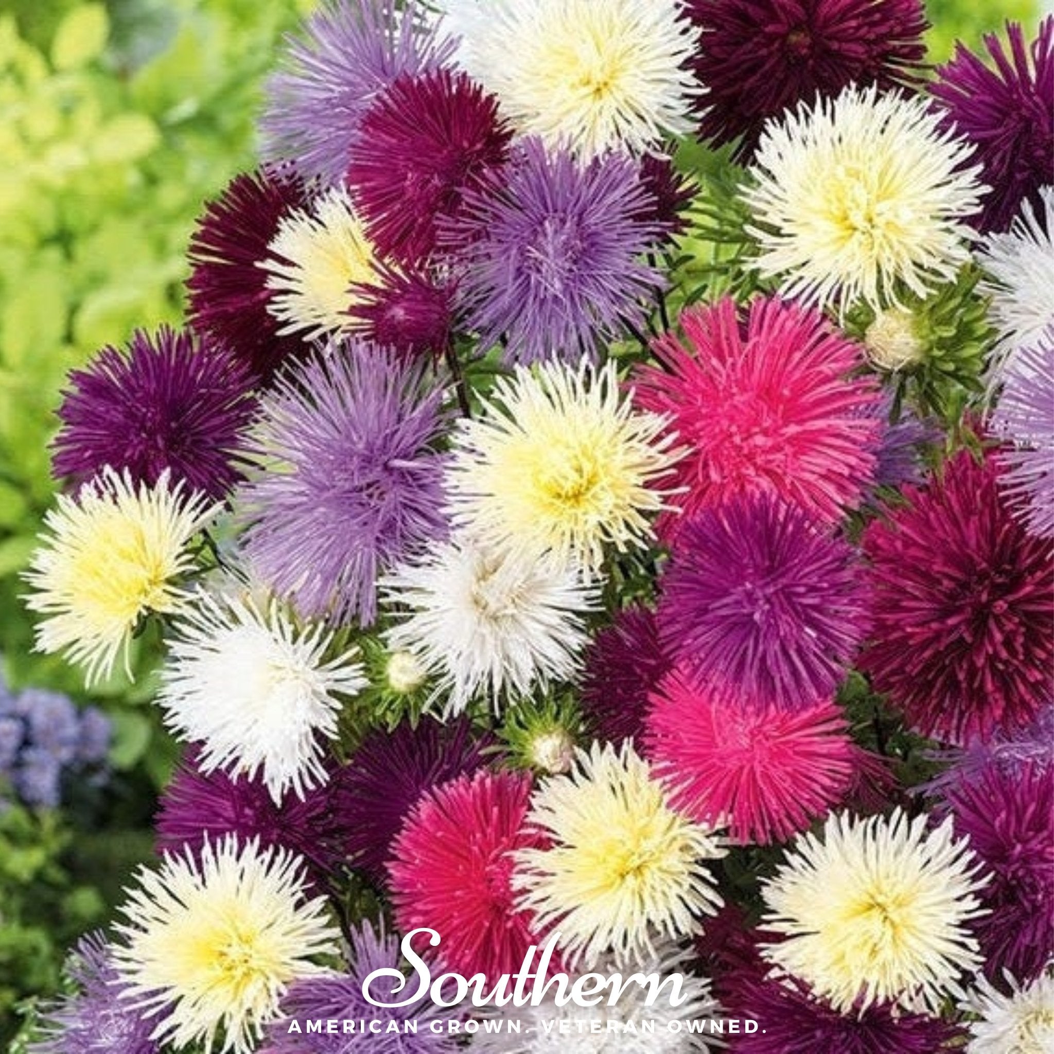 Aster, Needle Mix (Callistephus unicom) - 50 Seeds seed packet from Seed Therapy – American - grown, heirloom seeds