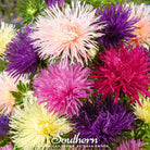 Aster, Needle Mix (Callistephus unicom) - 50 Seeds seed packet from Seed Therapy – American - grown, heirloom seeds