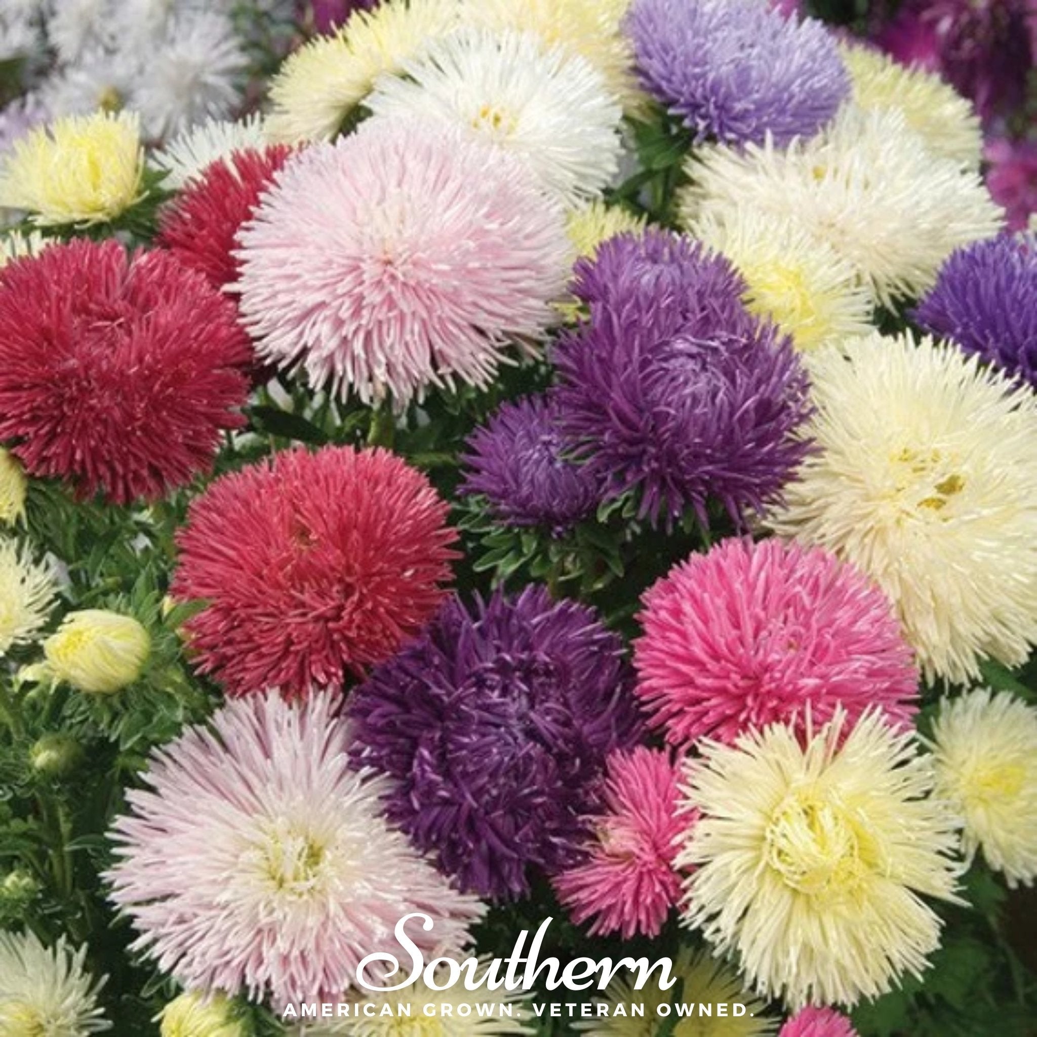 Aster, Needle Mix (Callistephus unicom) - 50 Seeds seed packet from Seed Therapy – American - grown, heirloom seeds