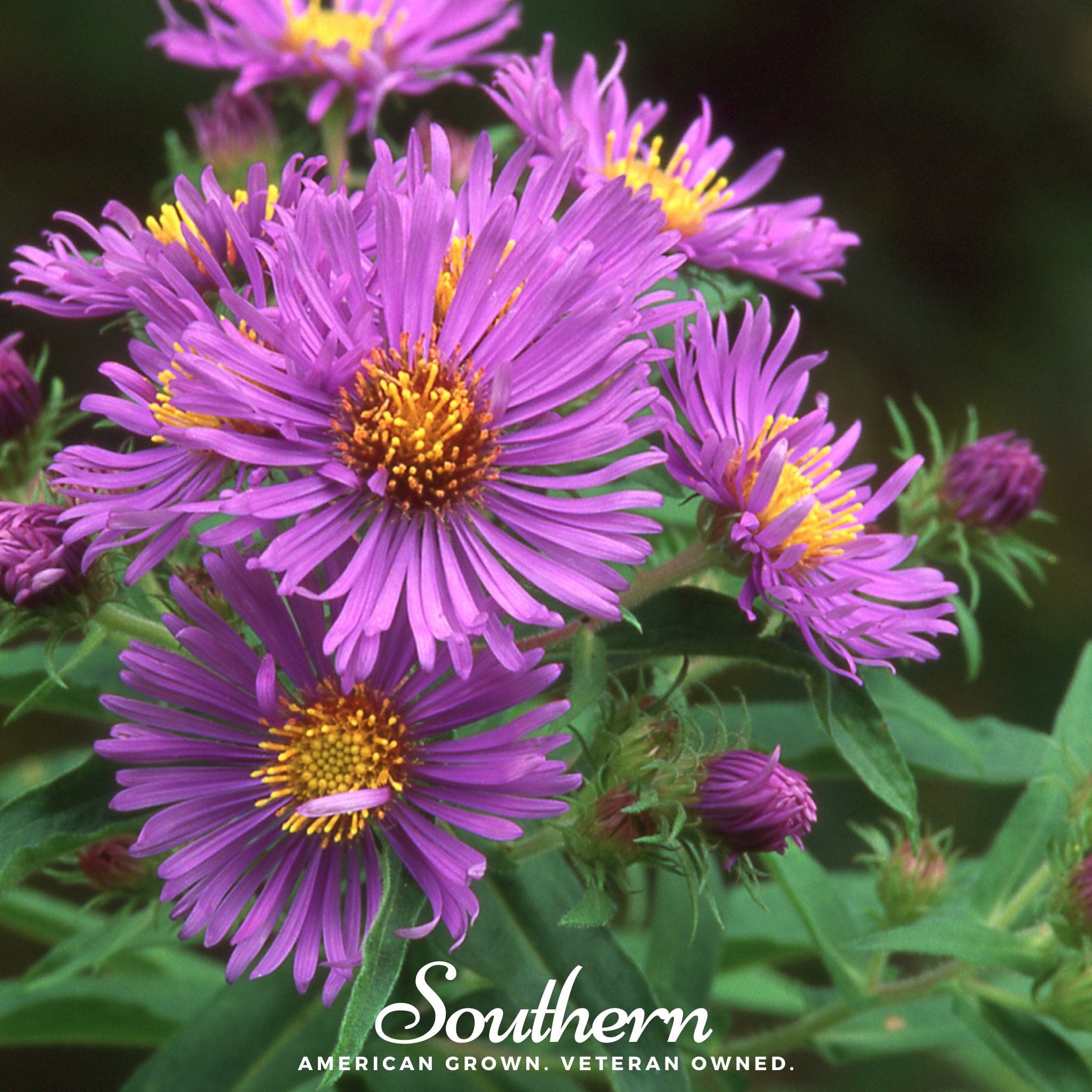 Aster, New England (Aster novae - angliae) - 200 Seeds seed packet from Seed Therapy – American - grown, heirloom seeds