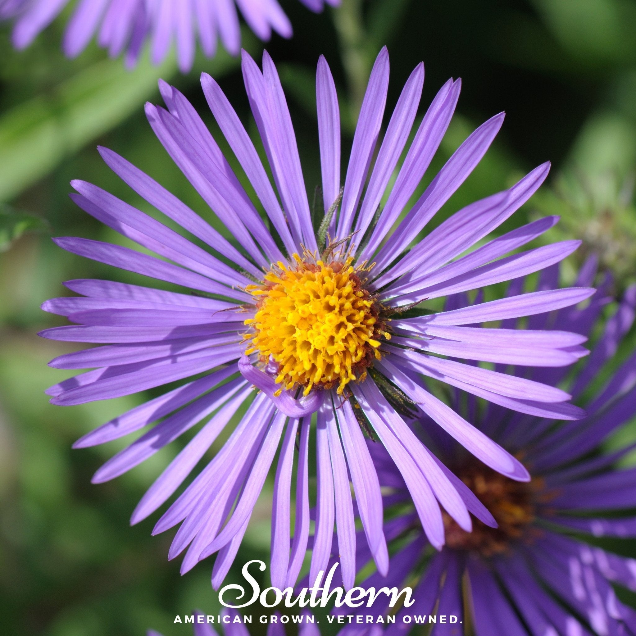 Aster, New England (Aster novae - angliae) - 200 Seeds seed packet from Seed Therapy – American - grown, heirloom seeds