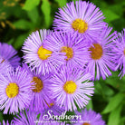 Aster, New England (Aster novae - angliae) - 200 Seeds seed packet from Seed Therapy – American - grown, heirloom seeds