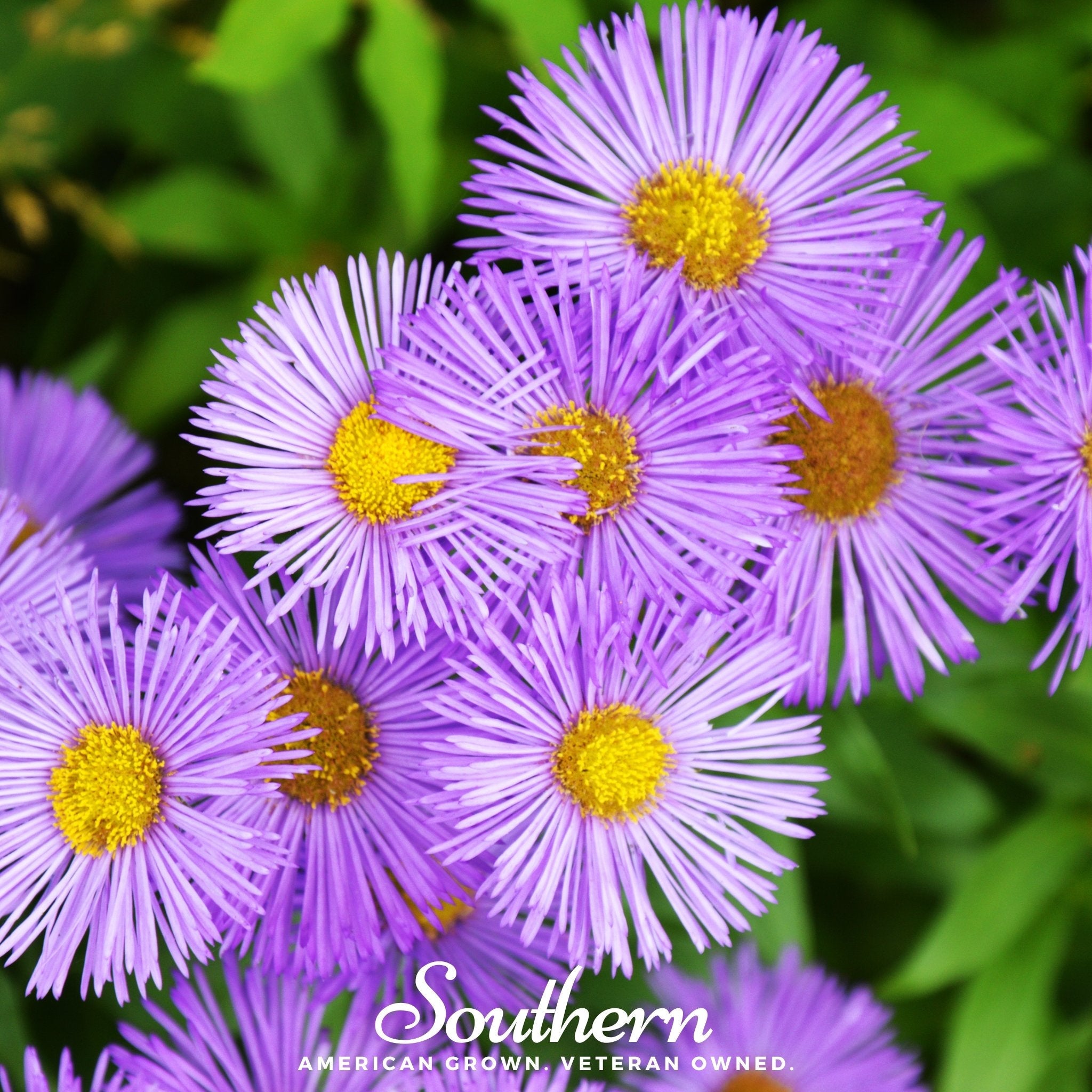 Aster, New England (Aster novae - angliae) - 200 Seeds seed packet from Seed Therapy – American - grown, heirloom seeds
