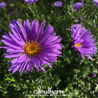 Aster, New England (Aster novae - angliae) - 200 Seeds seed packet from Seed Therapy – American - grown, heirloom seeds