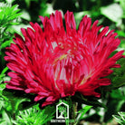 Aster, Paeony Duchess Scarlet (Callistephus paeony) - 50 Seeds seed packet from Seed Therapy – American - grown, heirloom seeds