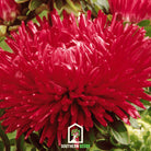Aster, Paeony Duchess Scarlet (Callistephus paeony) - 50 Seeds seed packet from Seed Therapy – American - grown, heirloom seeds