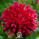 Aster, Paeony Duchess Scarlet (Callistephus paeony) - 50 Seeds seed packet from Seed Therapy – American - grown, heirloom seeds