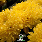 Aster, Paeony Duchess Yellow (Callistephus paeony) - 50 Seeds seed packet from Seed Therapy – American - grown, heirloom seeds