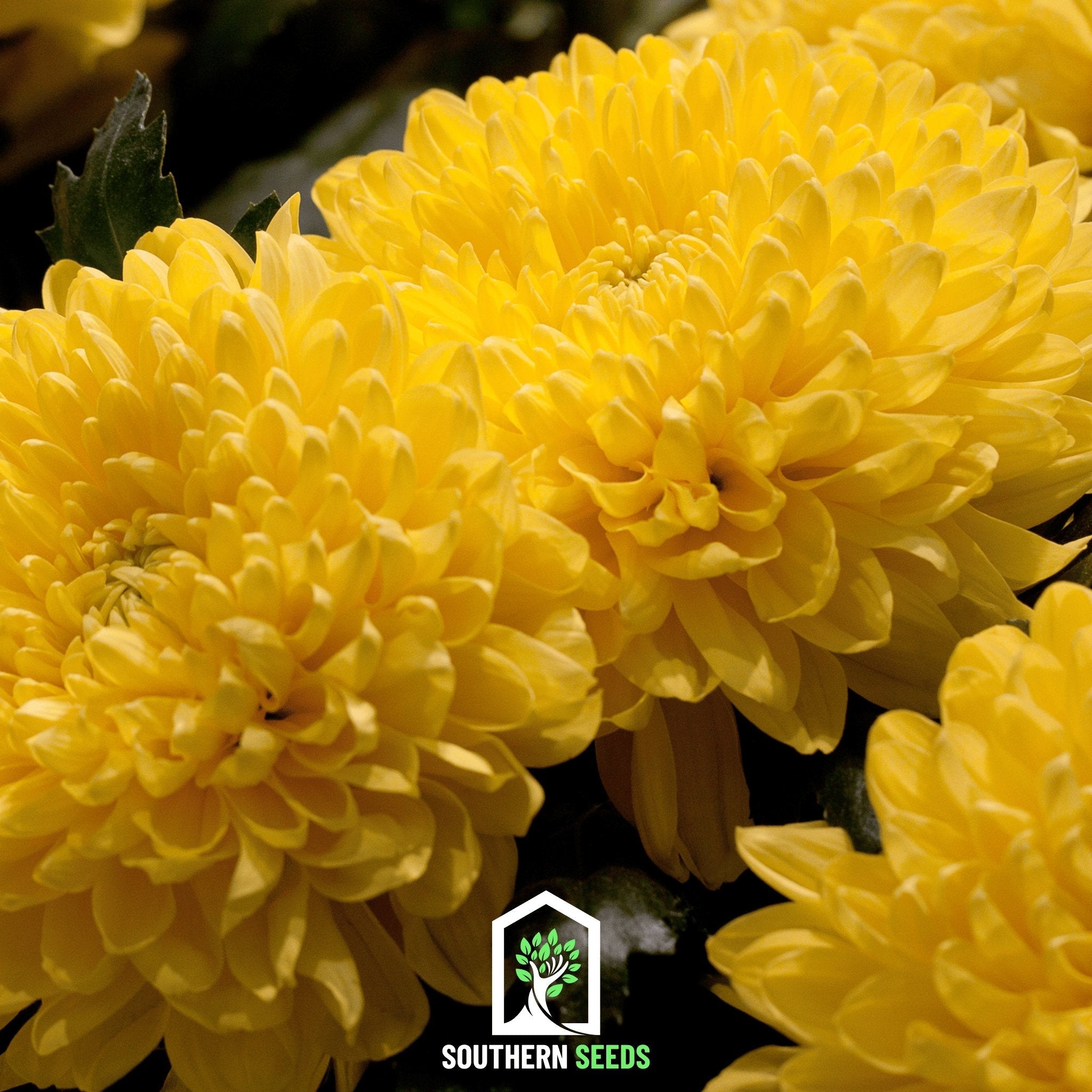 Aster, Paeony Duchess Yellow (Callistephus paeony) - 50 Seeds seed packet from Seed Therapy – American - grown, heirloom seeds