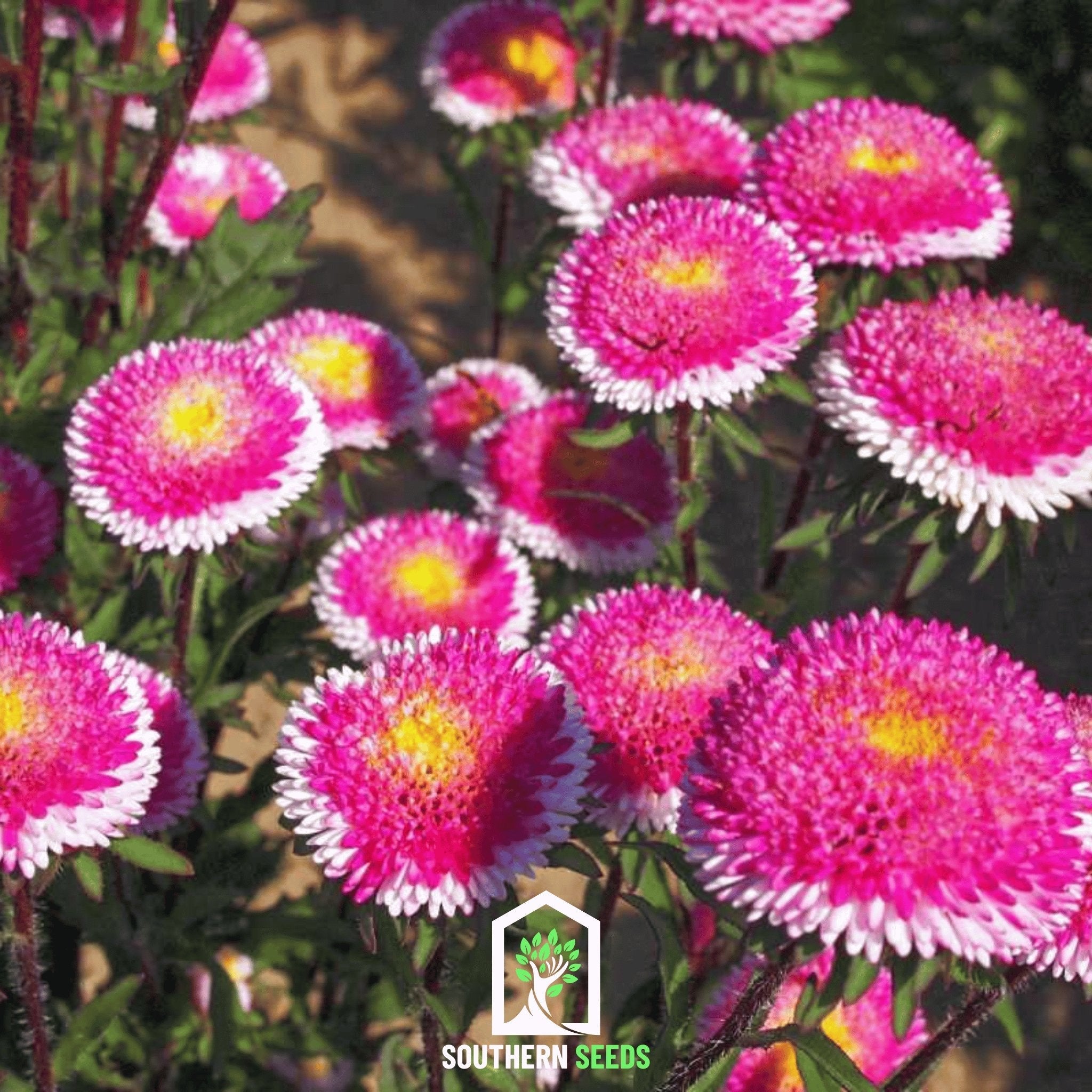Aster, Pompon Hi - No - Maru (Callistephus pompon) - 50 Seeds seed packet from Seed Therapy – American - grown, heirloom seeds