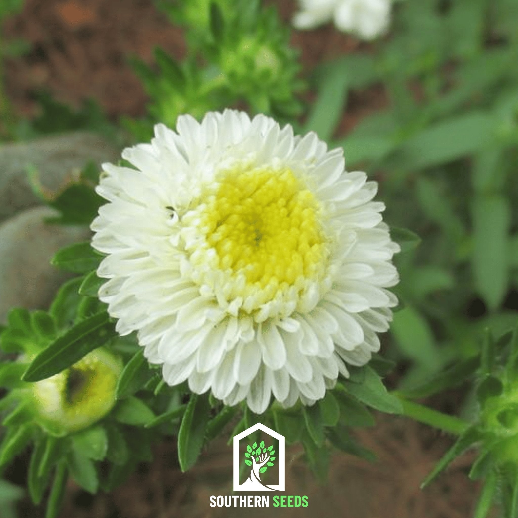 Aster, Pompon White (Callistephus pompon) - 50 Seeds seed packet from Seed Therapy – American - grown, heirloom seeds