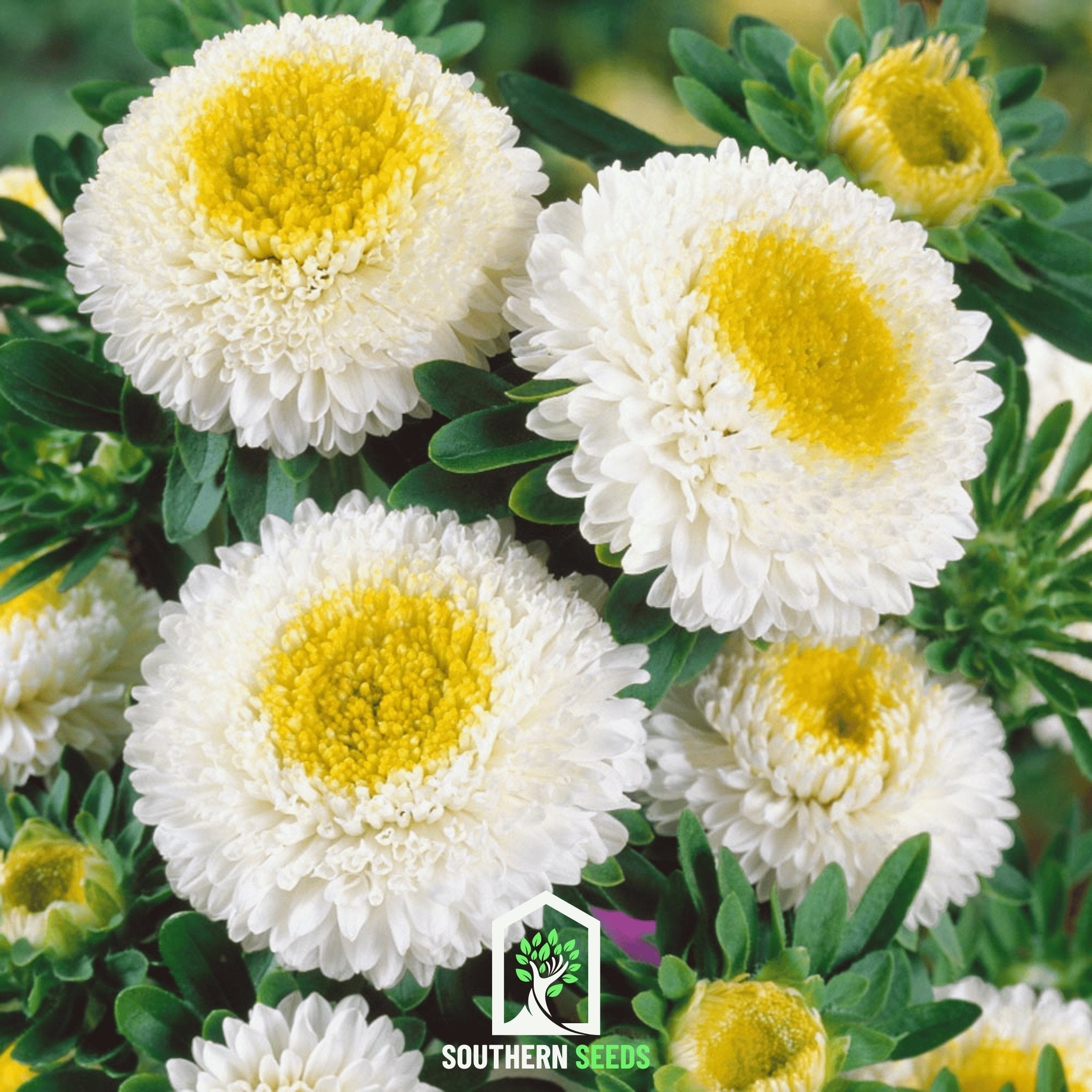 Aster, Pompon White (Callistephus pompon) - 50 Seeds seed packet from Seed Therapy – American - grown, heirloom seeds