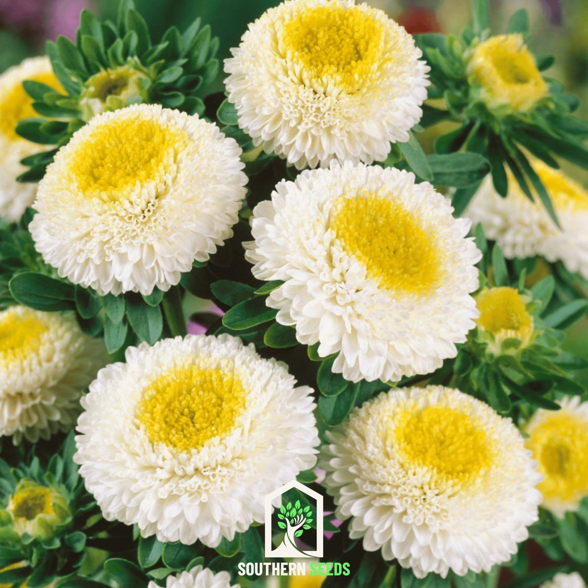 Aster, Pompon White (Callistephus pompon) - 50 Seeds seed packet from Seed Therapy – American - grown, heirloom seeds