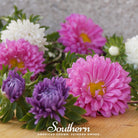 Aster, Powder Puff (Callistephus chinensis) - 50 Seeds seed packet from Seed Therapy – American - grown, heirloom seeds