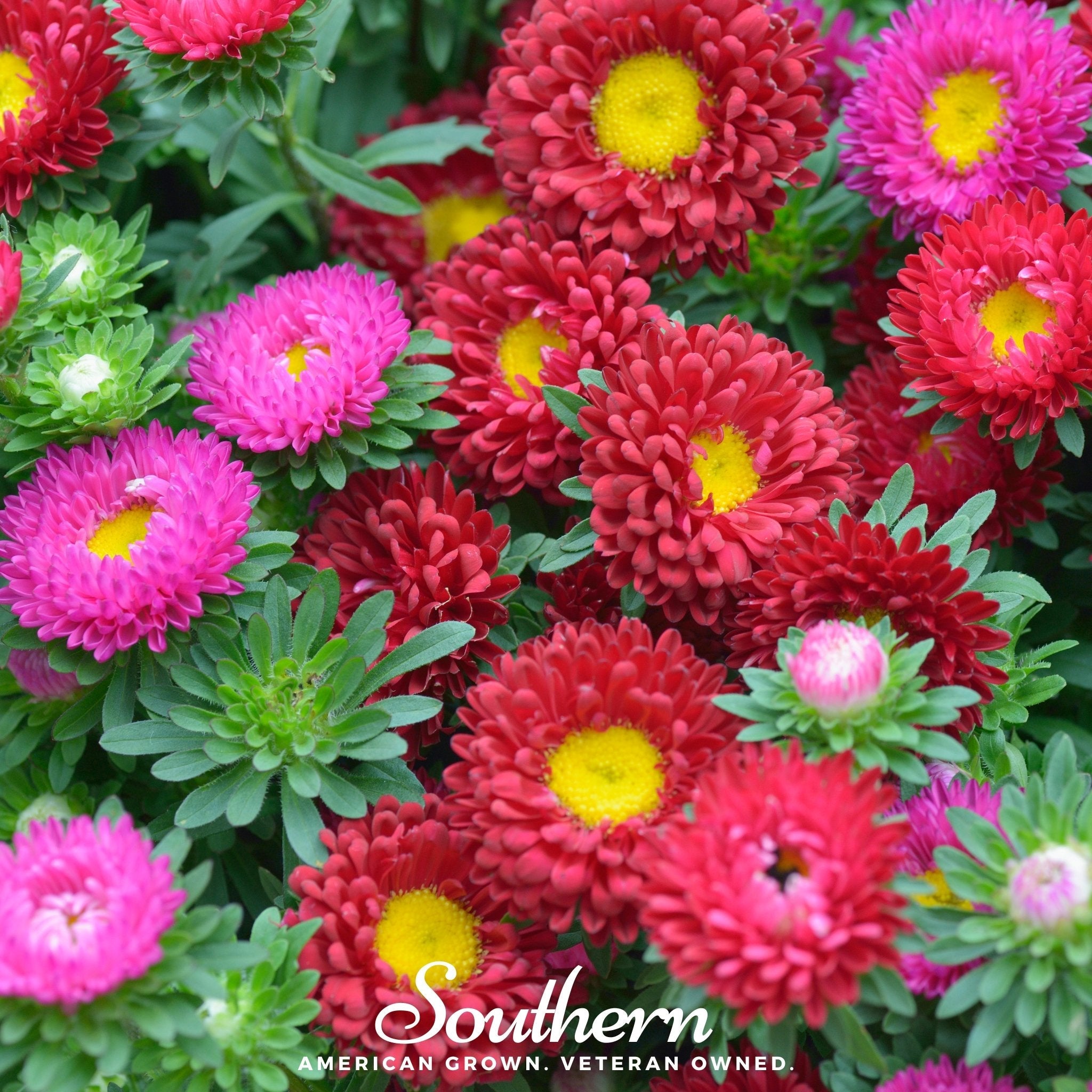 Aster, Powder Puff (Callistephus chinensis) - 50 Seeds seed packet from Seed Therapy – American - grown, heirloom seeds
