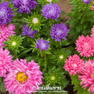 Aster, Powder Puff (Callistephus chinensis) - 50 Seeds seed packet from Seed Therapy – American - grown, heirloom seeds