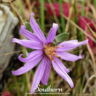 Aster, Silky (Aster sericeus) - 25 Seeds seed packet from Seed Therapy – American - grown, heirloom seeds