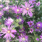 Aster, Silky (Aster sericeus) - 25 Seeds seed packet from Seed Therapy – American - grown, heirloom seeds