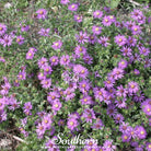 Aster, Silky (Aster sericeus) - 25 Seeds seed packet from Seed Therapy – American - grown, heirloom seeds