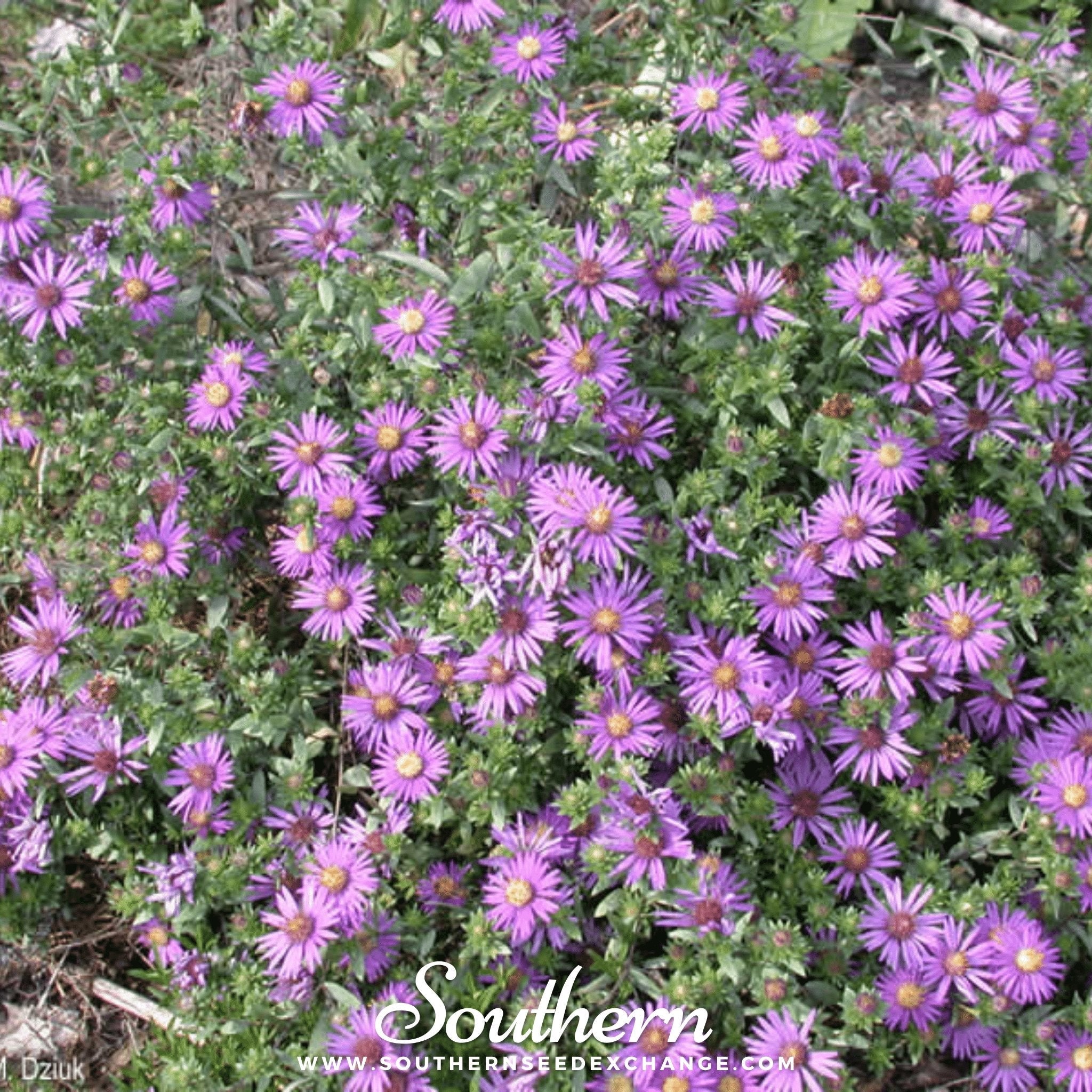 Aster, Silky (Aster sericeus) - 25 Seeds seed packet from Seed Therapy – American - grown, heirloom seeds