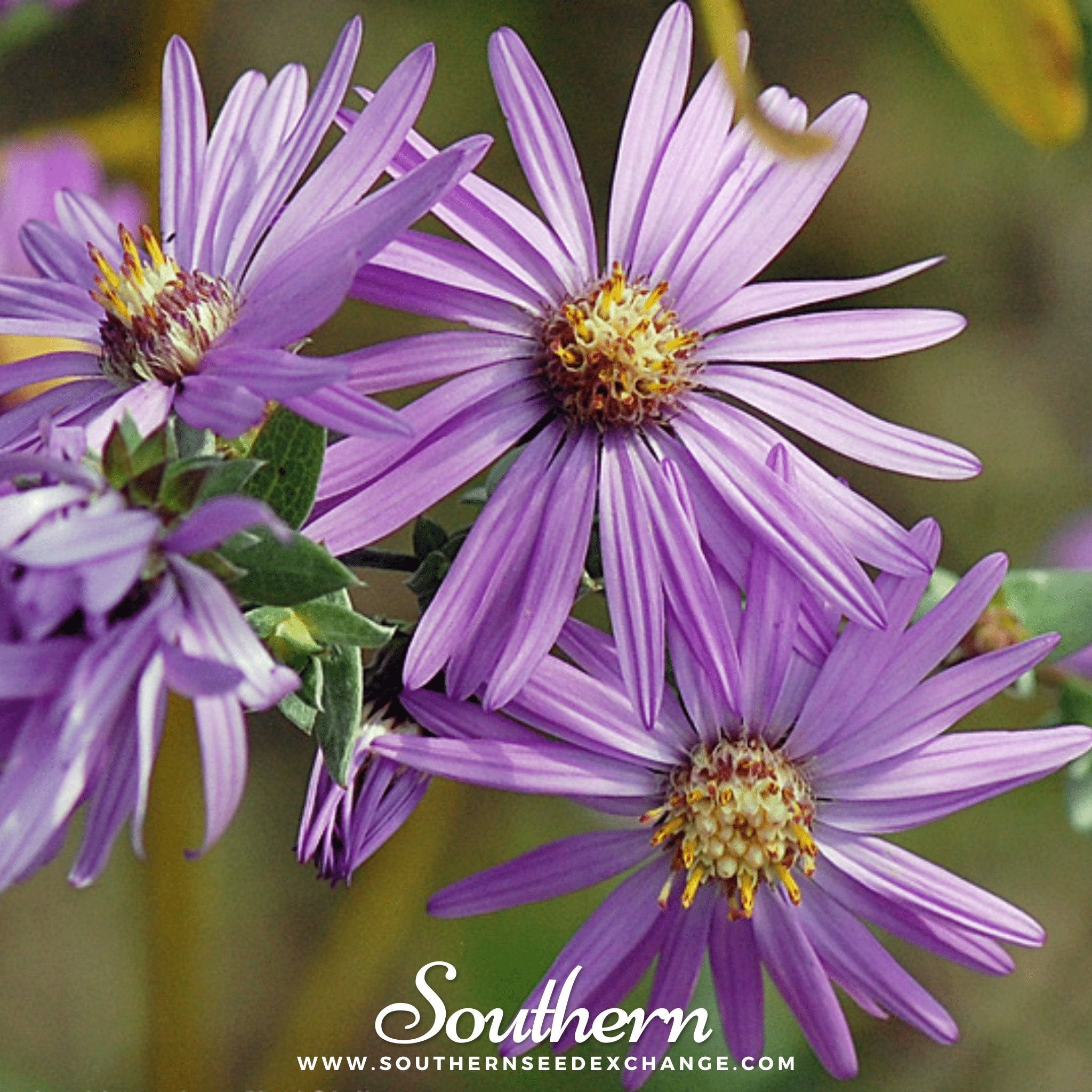 Aster, Silky (Aster sericeus) - 25 Seeds seed packet from Seed Therapy – American - grown, heirloom seeds
