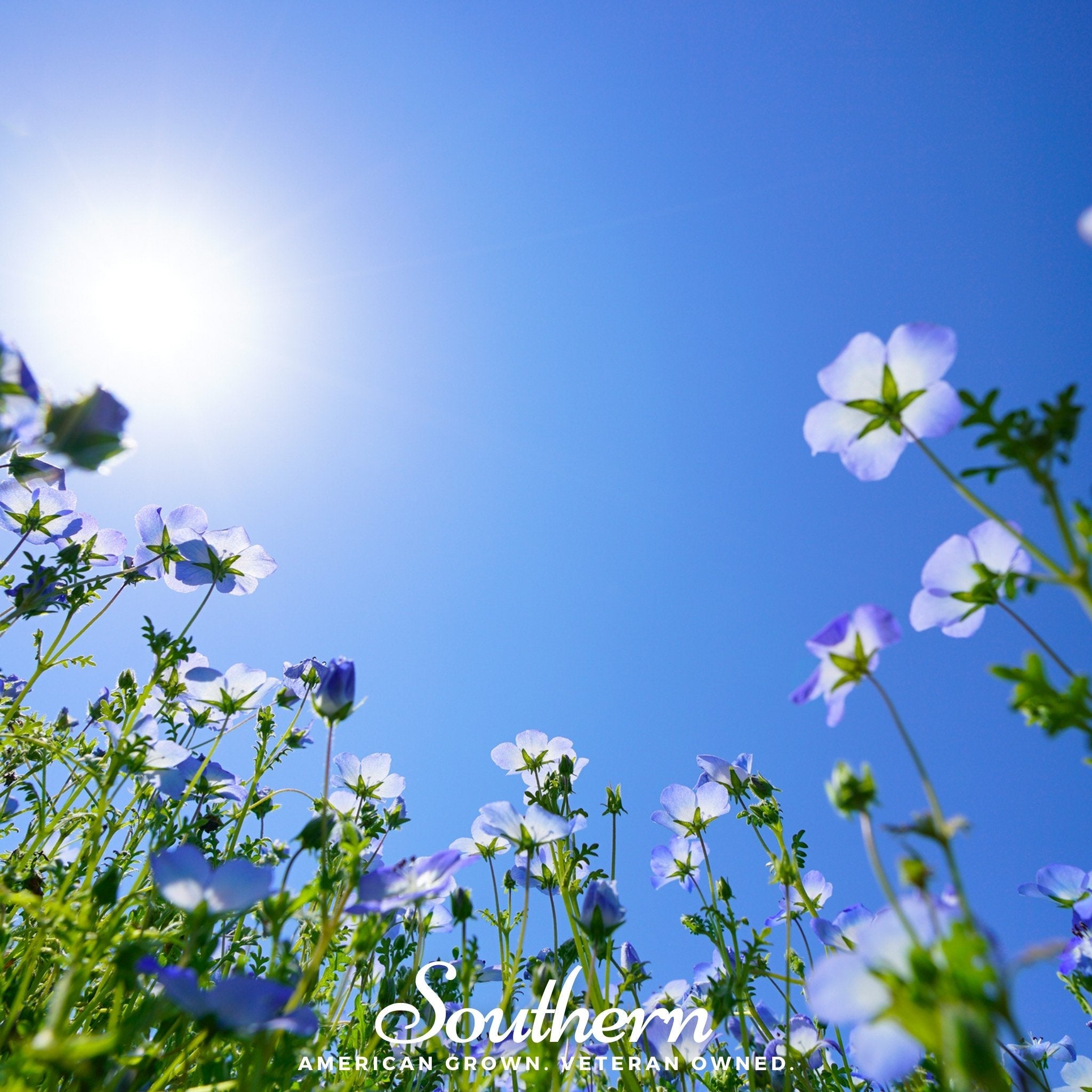 Baby Blue Eyes (Nemophila menziesii) - 200 Seeds seed packet from Seed Therapy – American - grown, heirloom seeds