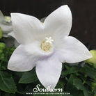Balloon Flower, White (Platycodon grandiflorus) - 50 Seeds seed packet from Seed Therapy – American - grown, heirloom seeds