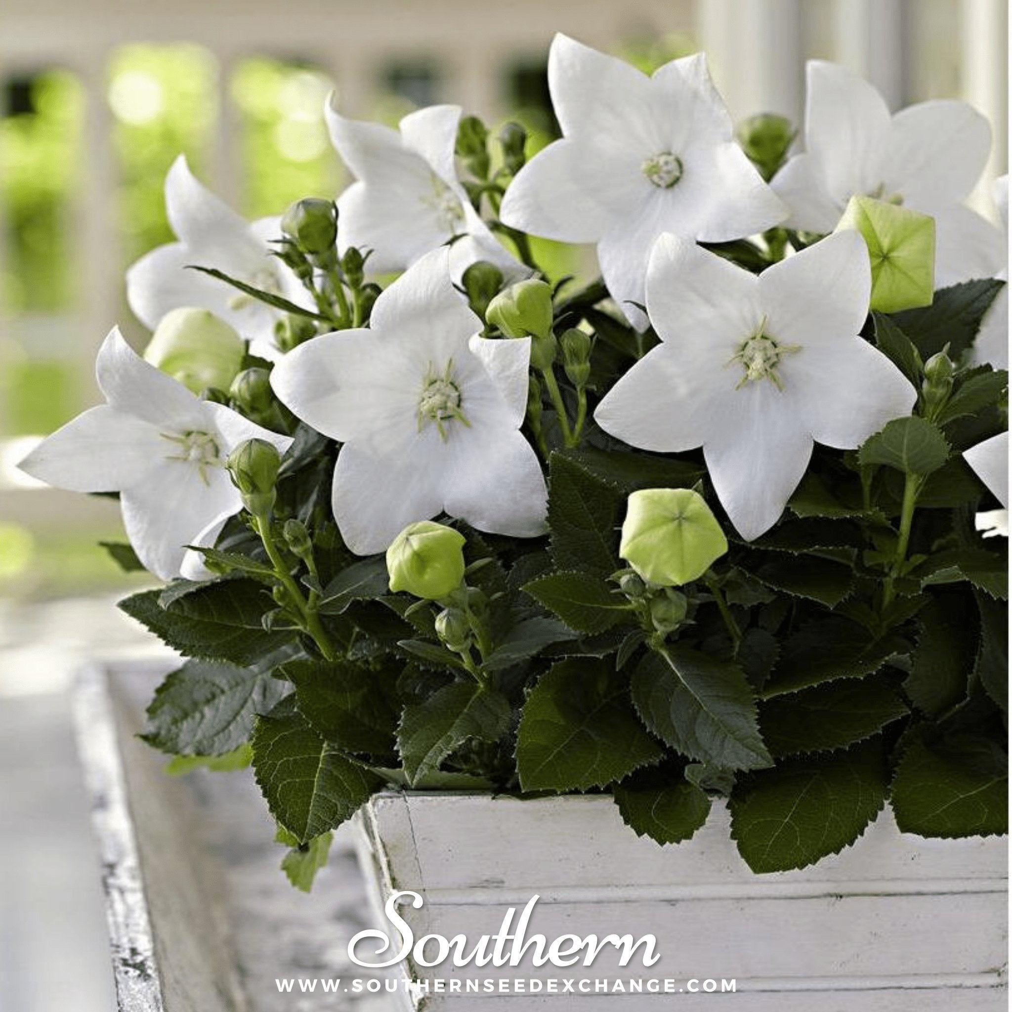 Balloon Flower, White (Platycodon grandiflorus) - 50 Seeds seed packet from Seed Therapy – American - grown, heirloom seeds
