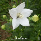 Balloon Flower, White (Platycodon grandiflorus) - 50 Seeds seed packet from Seed Therapy – American - grown, heirloom seeds