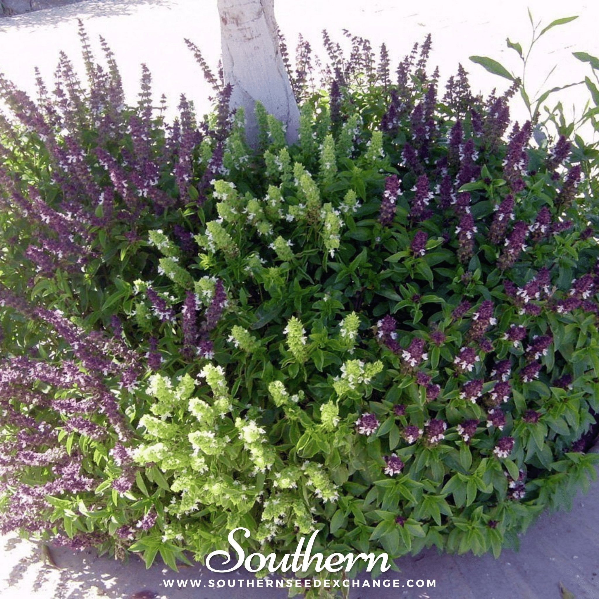 Basil, Cinnamon (Ocimum basilicum) - 250 Seeds seed packet from Seed Therapy – American - grown, heirloom seeds