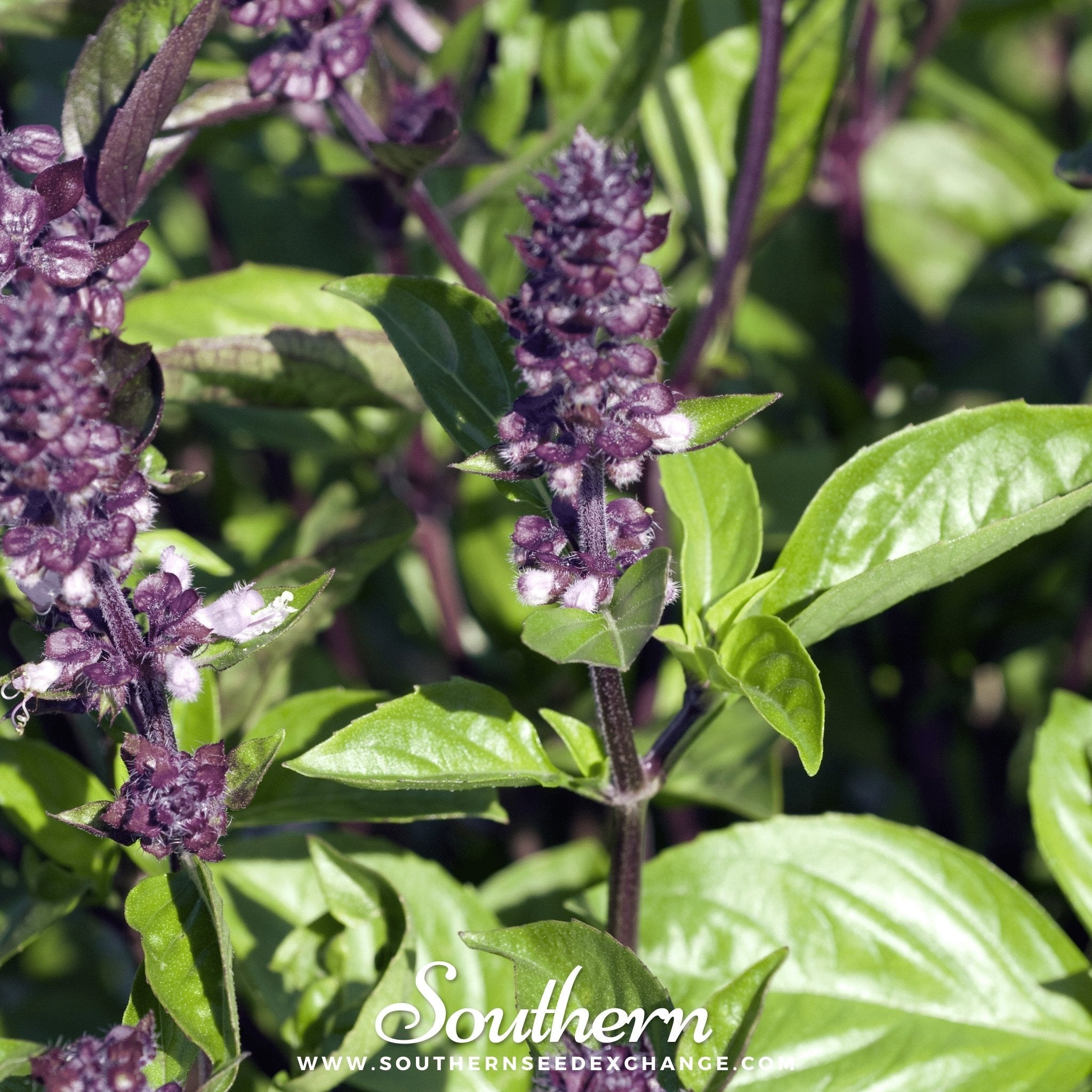 Basil, Cinnamon (Ocimum basilicum) - 250 Seeds seed packet from Seed Therapy – American - grown, heirloom seeds