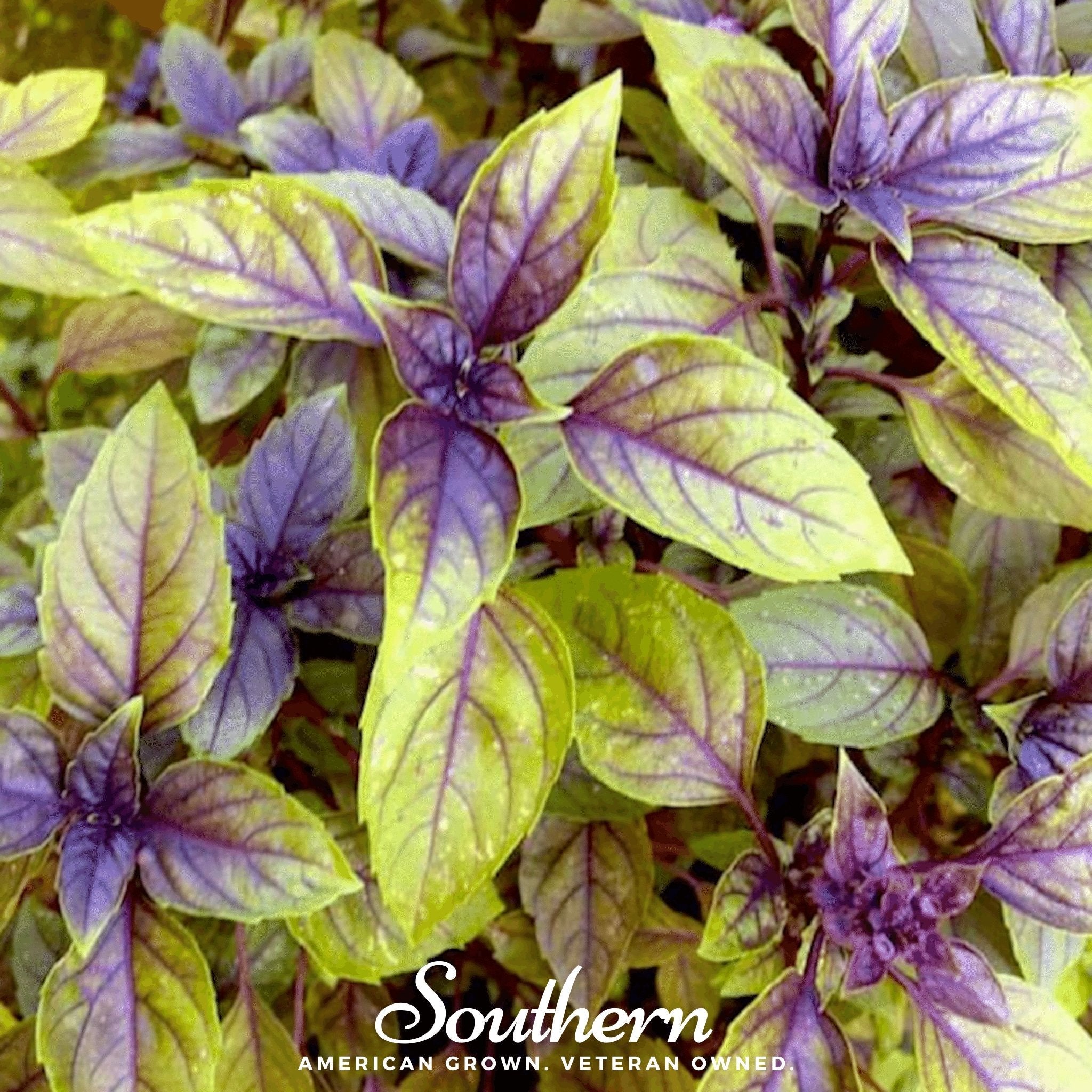 Basil, Corsican (Ocimum basilicum) - 250 Seeds seed packet from Seed Therapy – American - grown, heirloom seeds