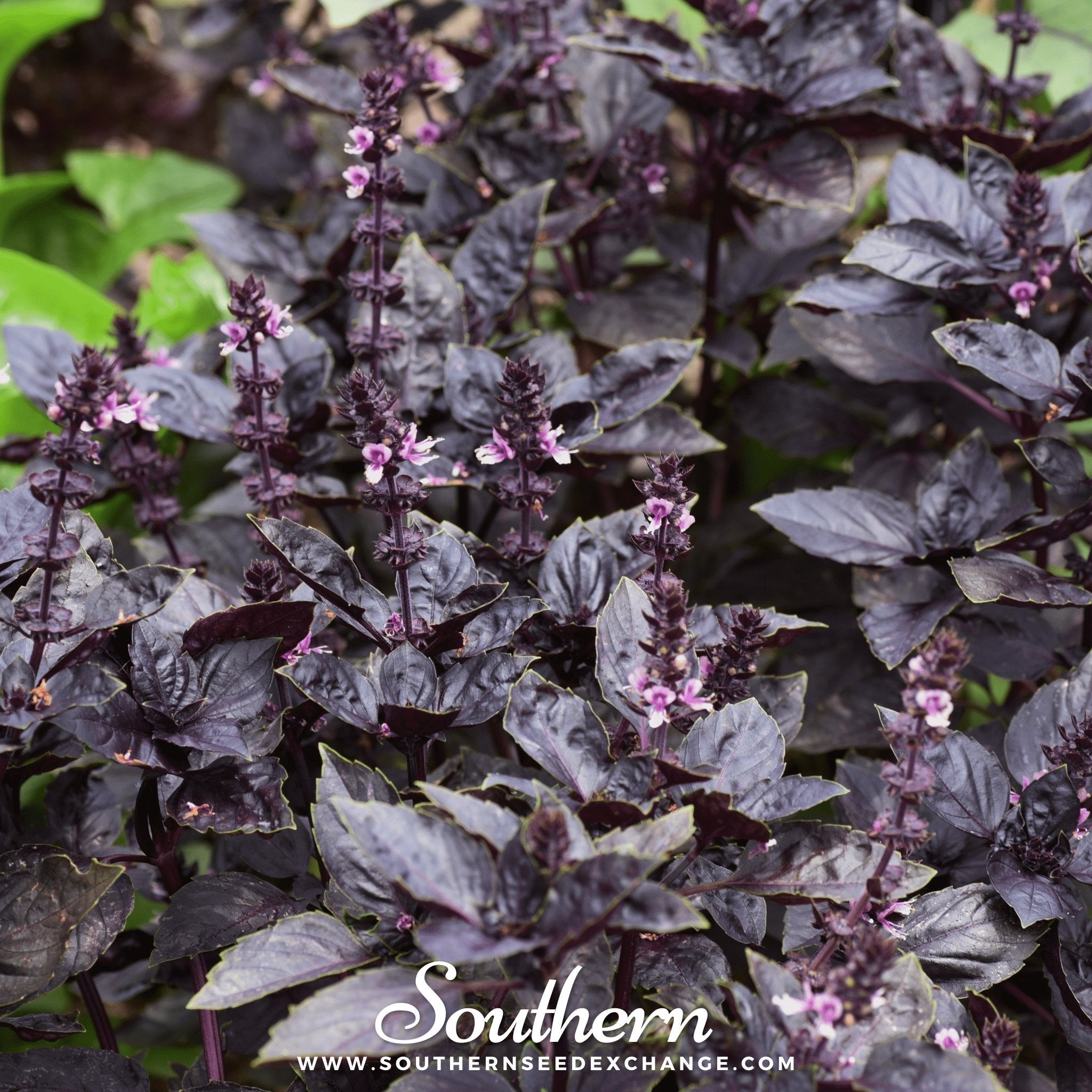 Basil, Dark Opal (Ocimum basilicum) - 250 Seeds seed packet from Seed Therapy – American - grown, heirloom seeds