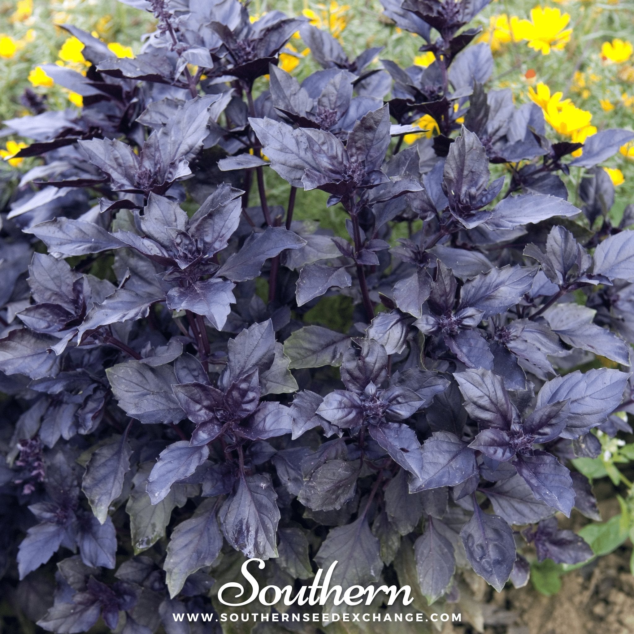 Basil, Dark Opal (Ocimum basilicum) - 250 Seeds seed packet from Seed Therapy – American - grown, heirloom seeds