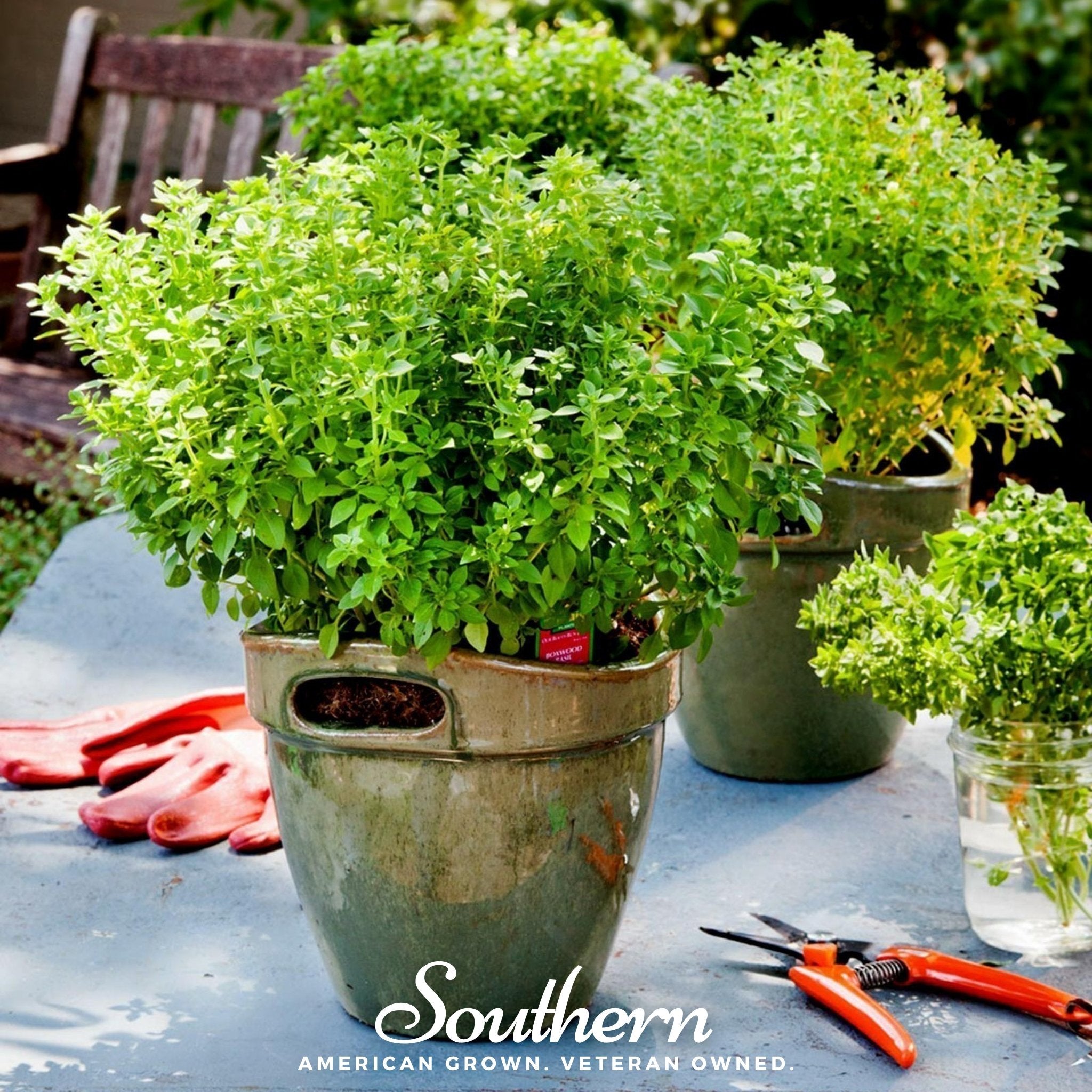 Basil, Dwarf Greek (Ocimum basilicum) - 250 Seeds seed packet from Seed Therapy – American - grown, heirloom seeds