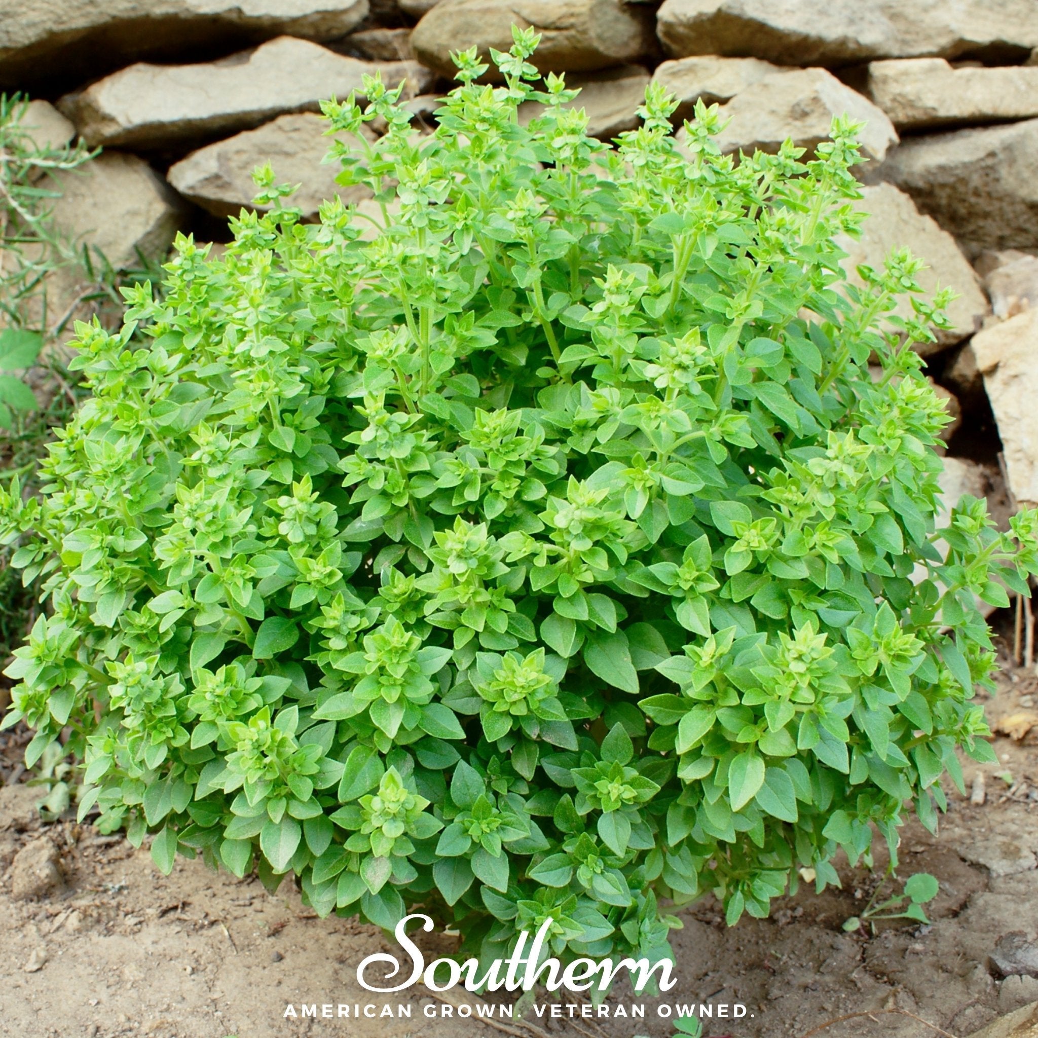 Basil, Dwarf Greek (Ocimum basilicum) - 250 Seeds seed packet from Seed Therapy – American - grown, heirloom seeds