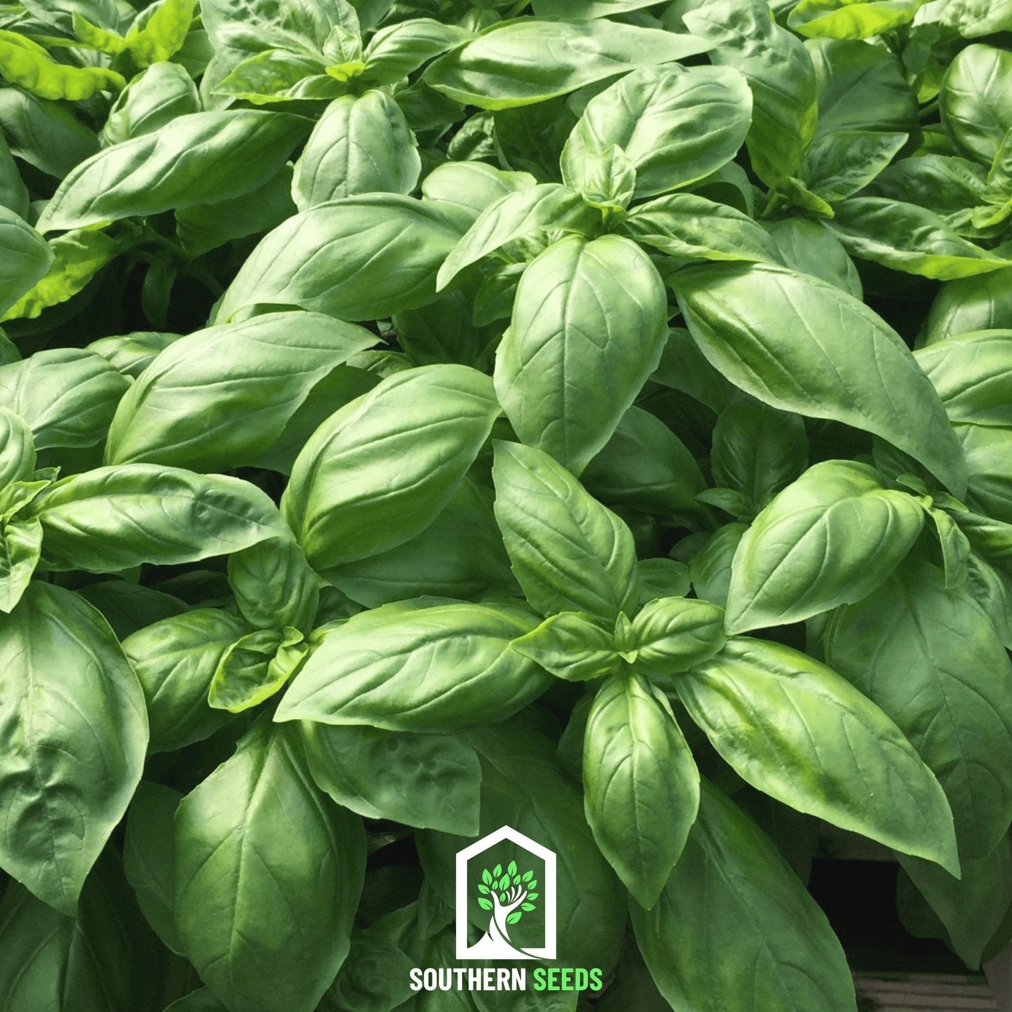 Basil, Italian Large Leaf (Ocimum basilicum) - 250 Seeeds seed packet from Seed Therapy – American - grown, heirloom seeds