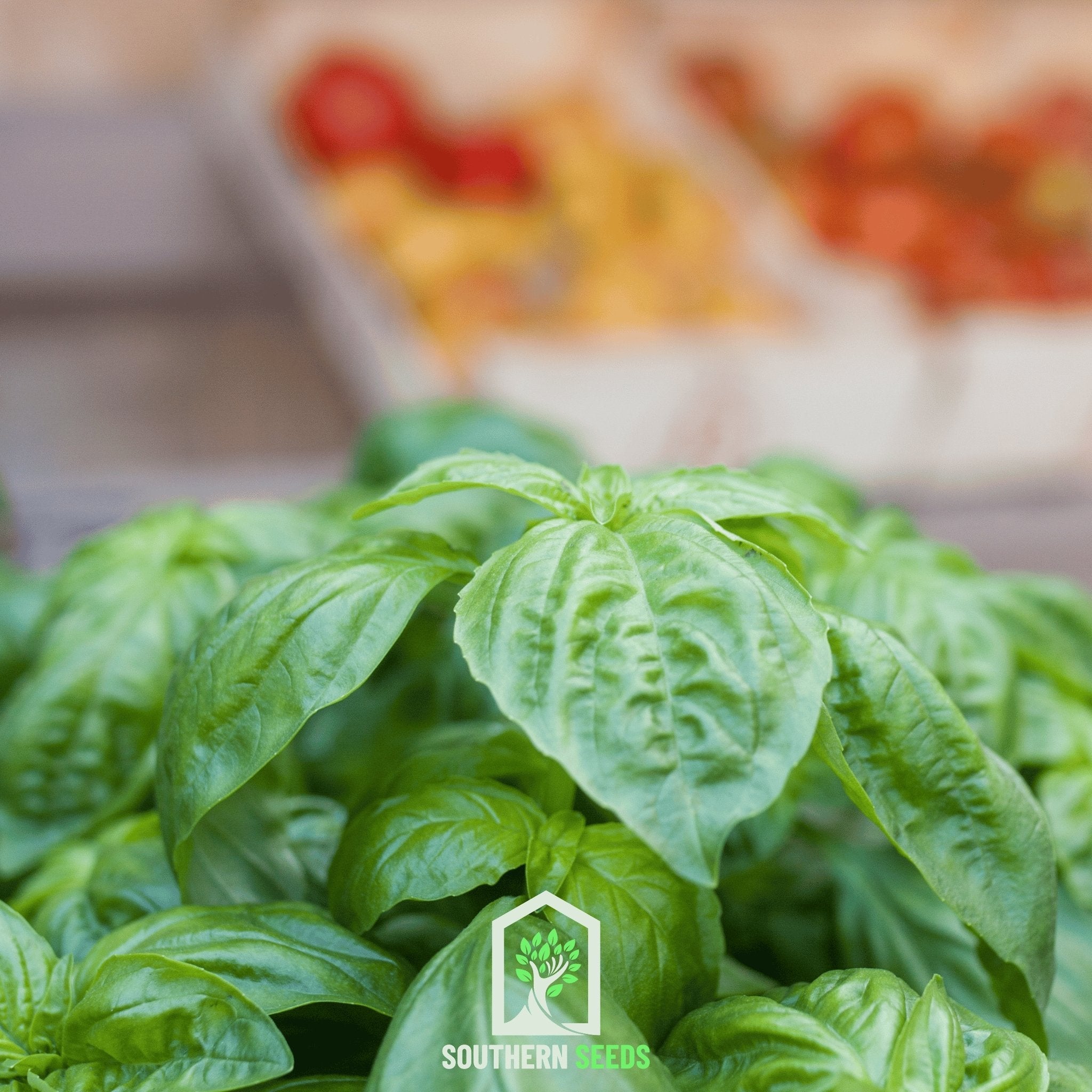 Basil, Italian Large Leaf (Ocimum basilicum) - 250 Seeeds seed packet from Seed Therapy – American - grown, heirloom seeds