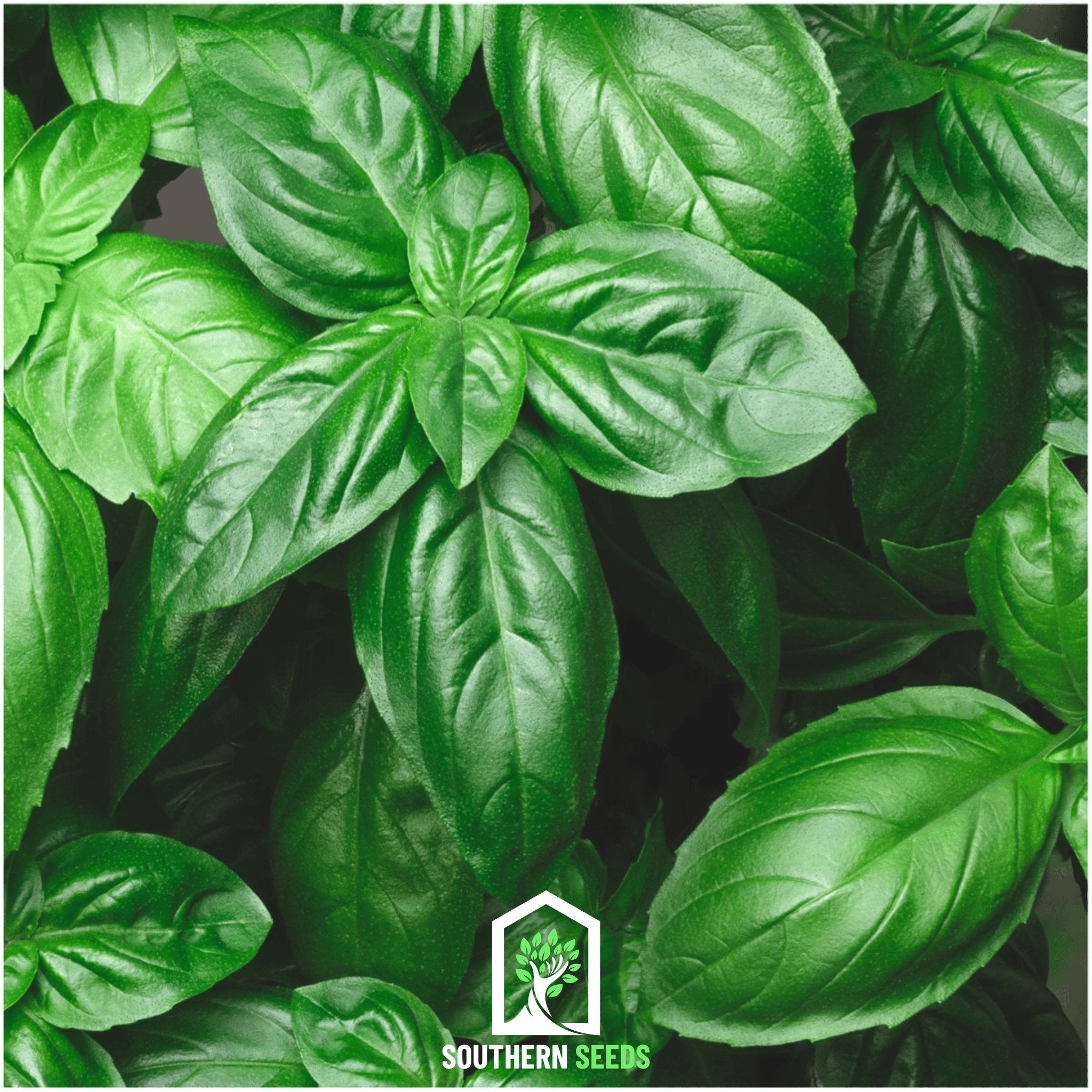 Basil, Italian Large Leaf (Ocimum basilicum) - 250 Seeeds seed packet from Seed Therapy – American - grown, heirloom seeds
