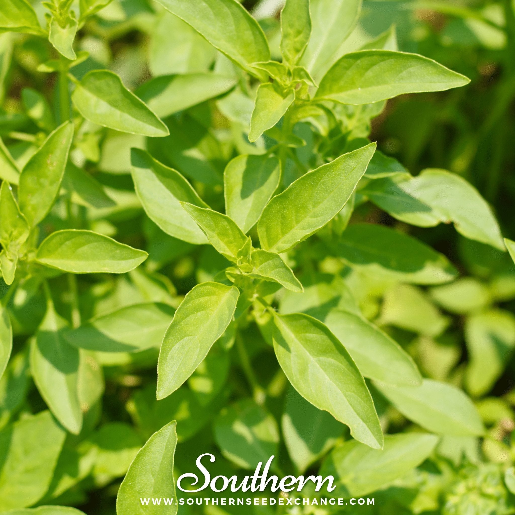 Basil, Lemon (Ocimum basilicum Citriodorum) - 250 Seeds seed packet from Seed Therapy – American - grown, heirloom seeds