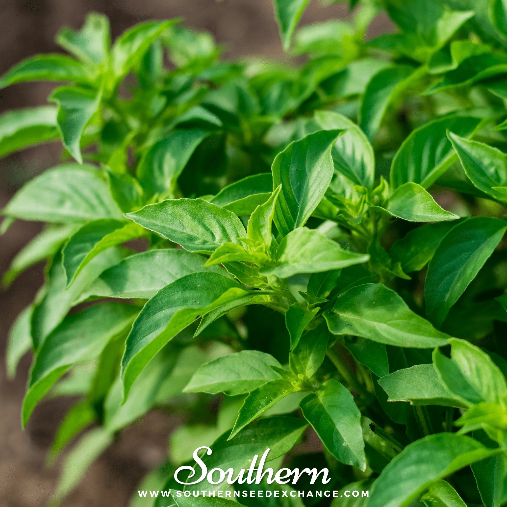 Basil, Lemon (Ocimum basilicum Citriodorum) - 250 Seeds seed packet from Seed Therapy – American - grown, heirloom seeds
