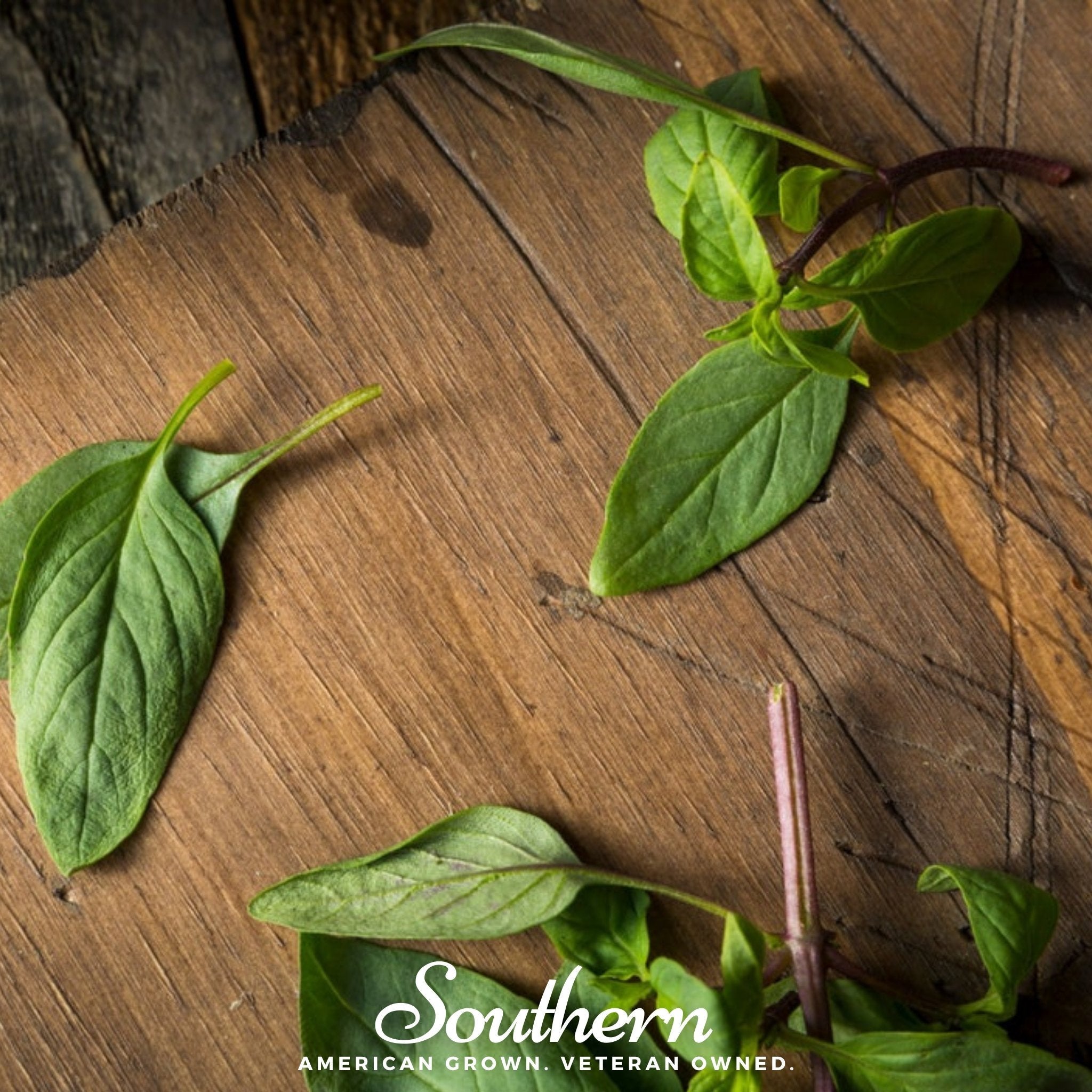 Basil, Licorice (Ocimum basilicum) - 250 Seeds seed packet from Seed Therapy – American - grown, heirloom seeds